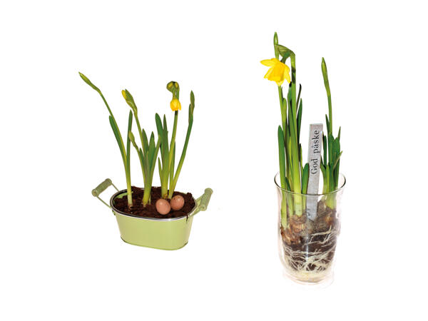 Tete/Stedmoderblomst og Primula/Narcisser