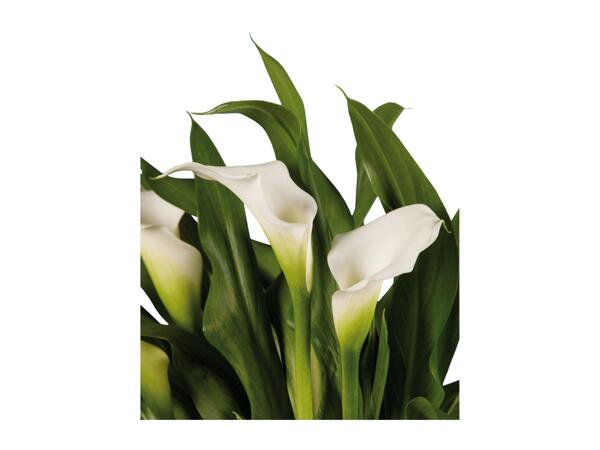 Calla in Ceramic Pot