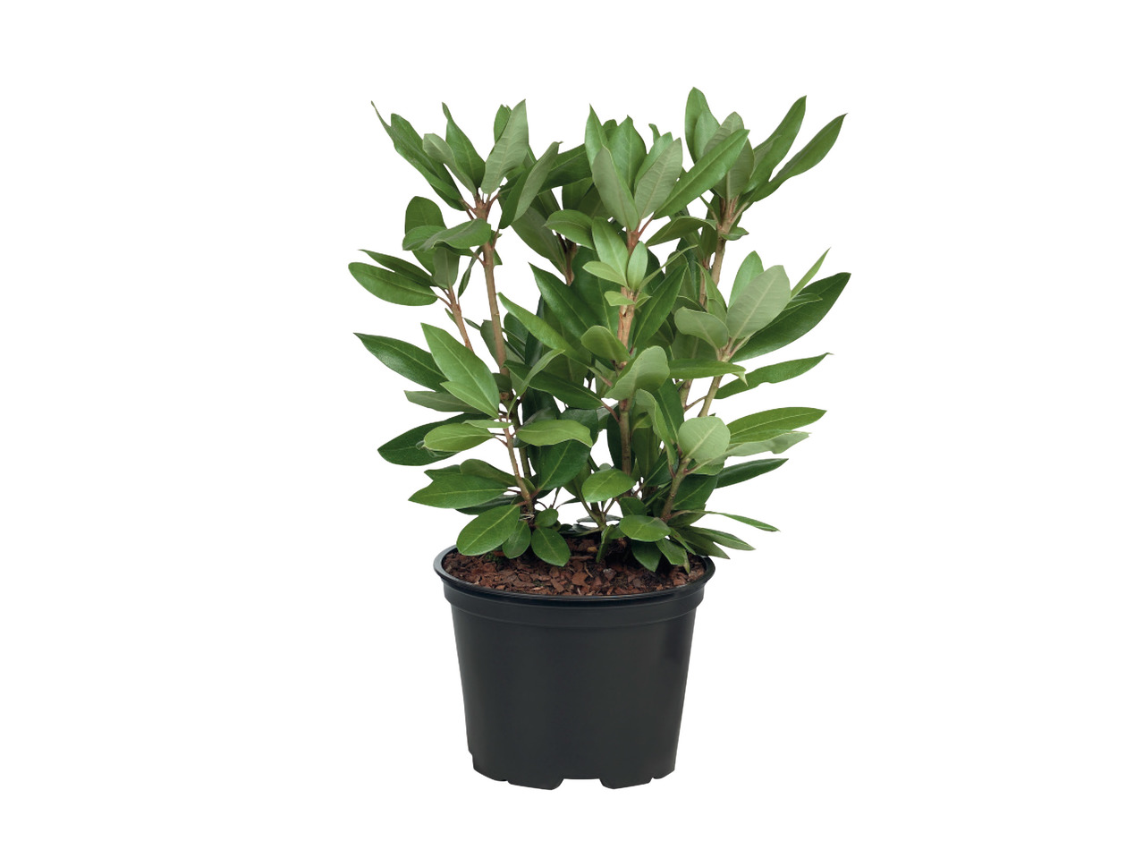Rhododendron1