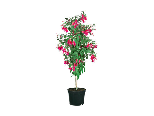 Fuchsia sur tige