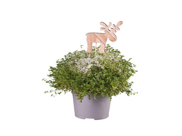 Helxine en pot avec décoration de Noël