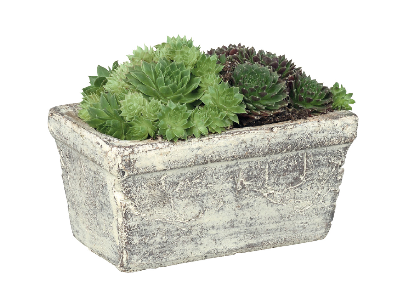 Succulents in Earthenware pot1