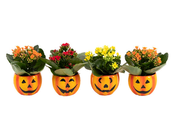 Halloween Kalanchoe in Ceramic