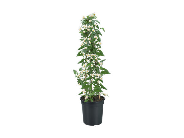Morelle faux jasmin en colonne