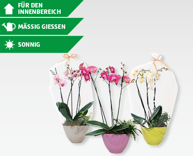 Hochwertiges Arrangement mit Phalaenopsis