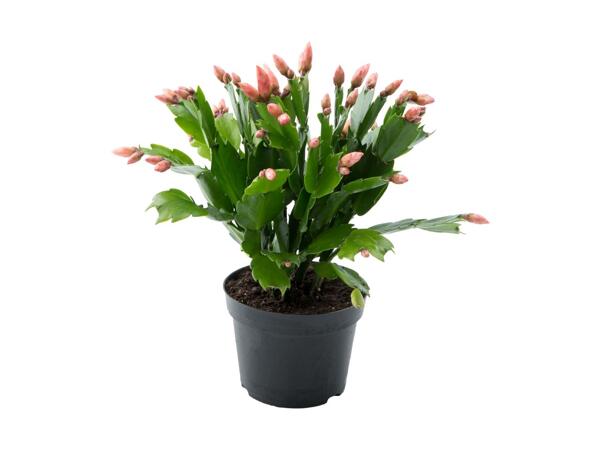 Julekaktus