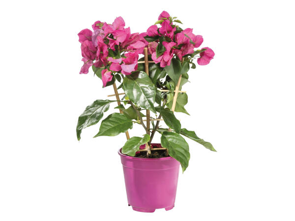Bougainvillea