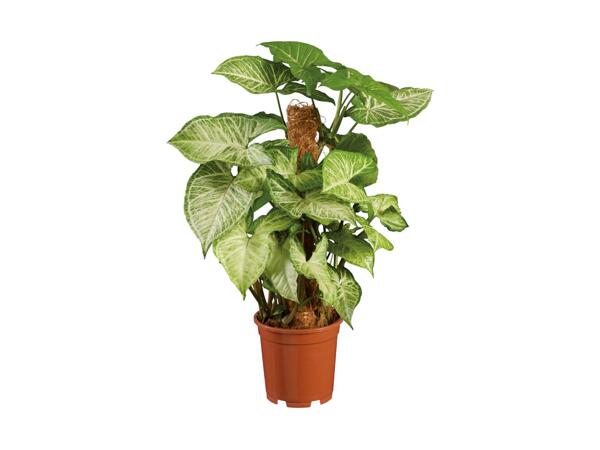 Moss Stick Houseplant
