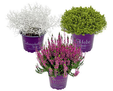HERBSTERWACHEN