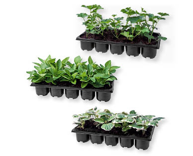 Jeunes plants pour balcons
