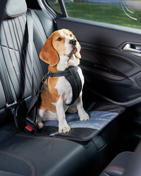 Dog Harness and Seat Belt Attachment