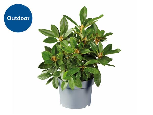 Rhododendron