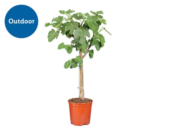 Mediterranean Fruit Trees