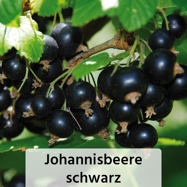 Spalierobst