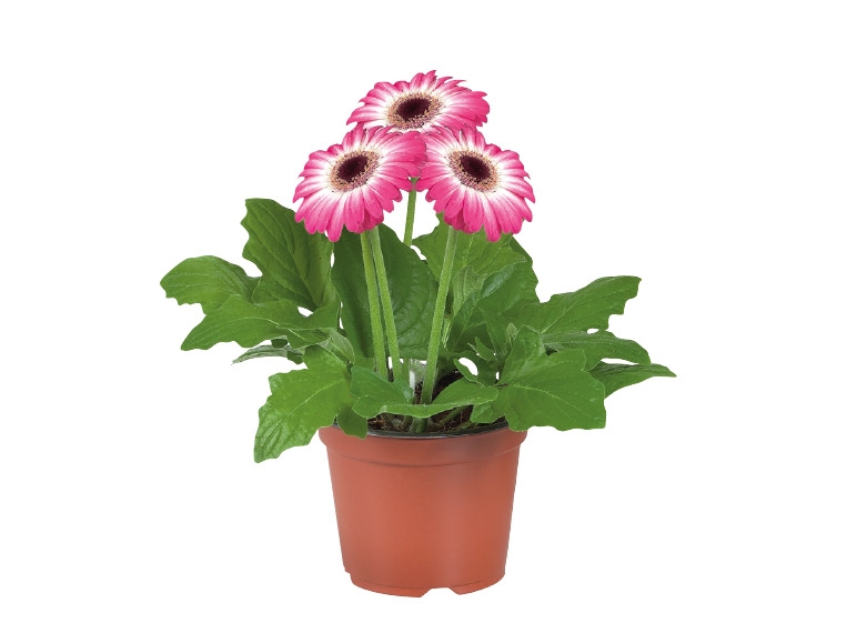 Gerbera