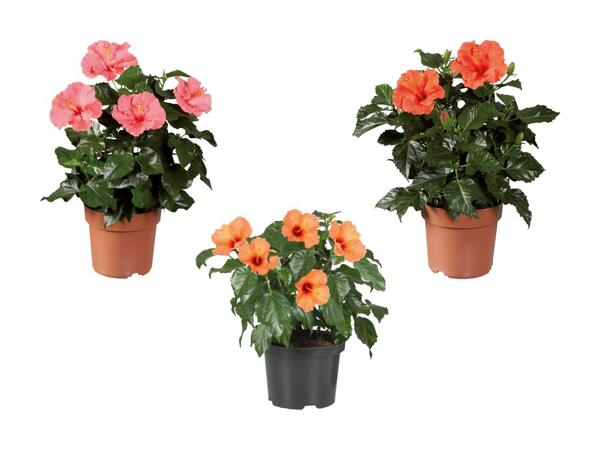 Buisson d'hibiscus