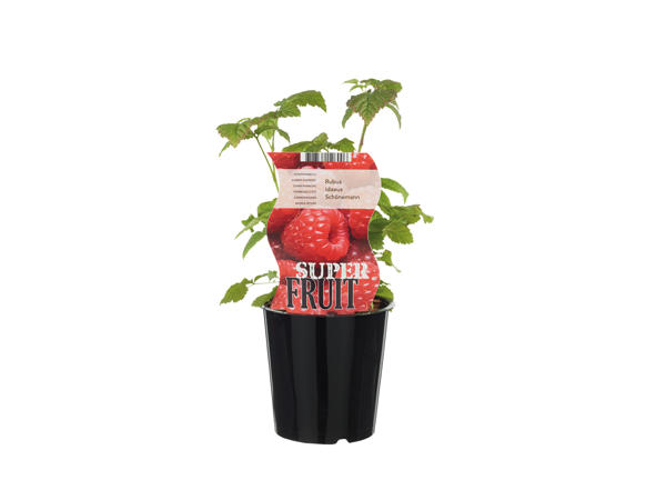 Super Fruit & Veg1