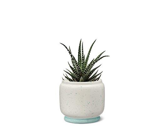 Petite Succulent Assorted Varieties