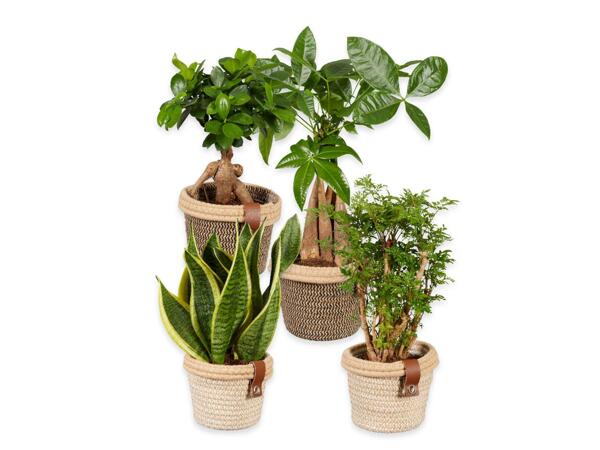 Green plants