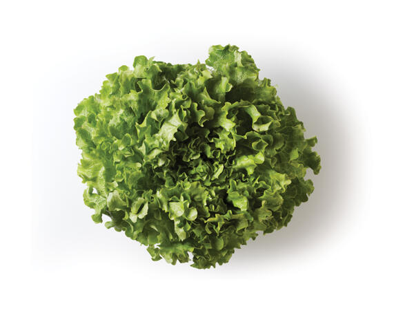 "Gentile" Lettuce