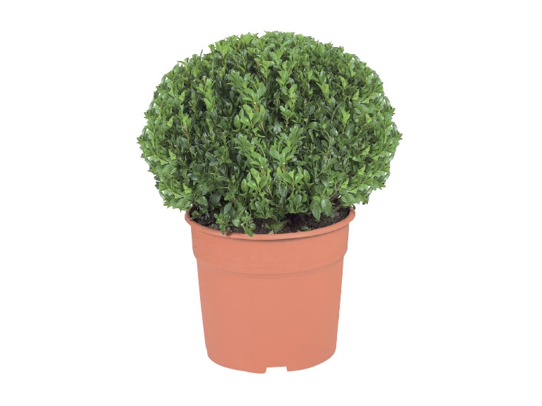 Box Topiary Ball
