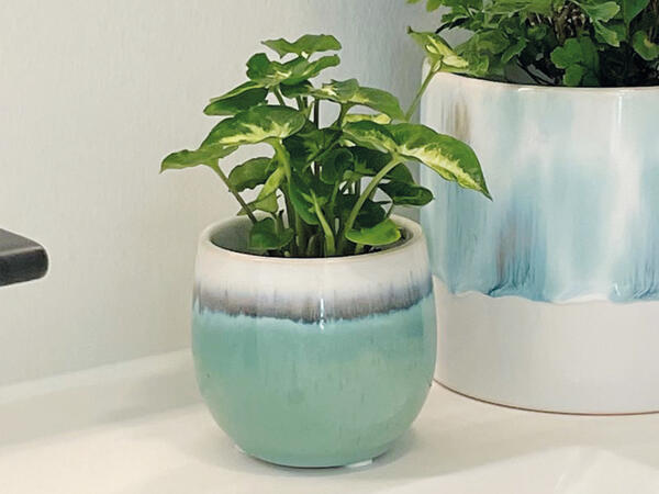 Grøn mini plante i keramik