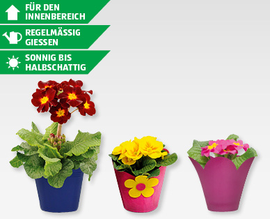 GARDENLINE(R) Primeln
