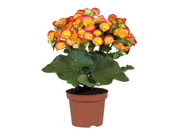 Begonia