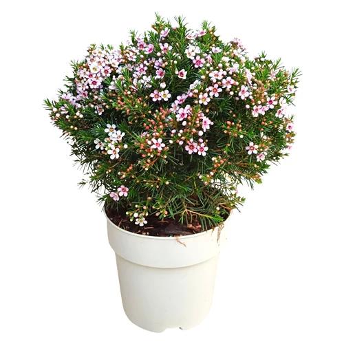 GARDENLINE Hoya australiana T14