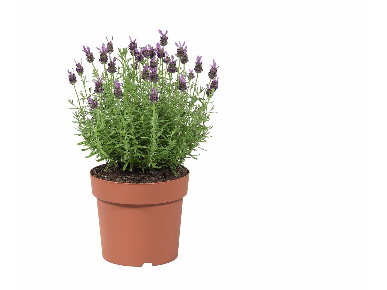 Lavendel XL