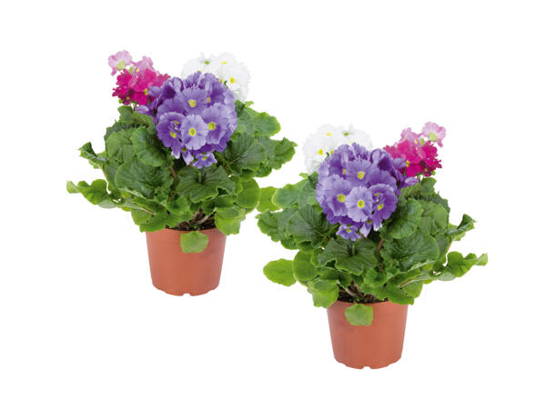 Primula Obconica