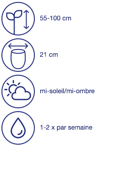 Plante solitaire