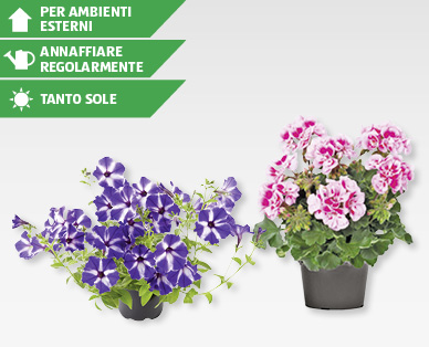 Gerani/Petunie GARDENLINE(R)