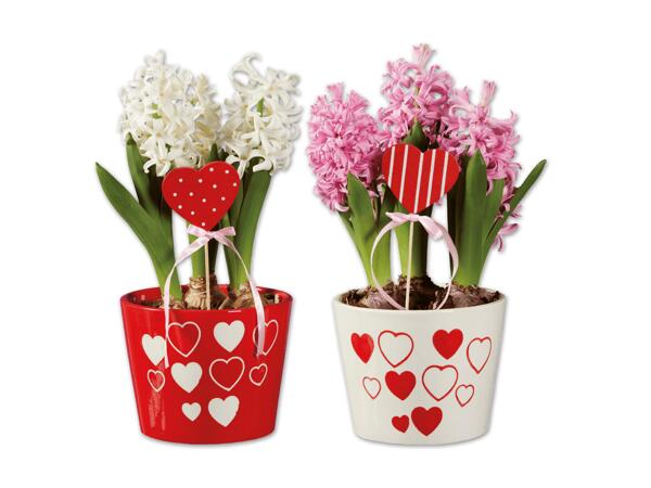 Hyazinthen "Valentin" mit Herzstecker