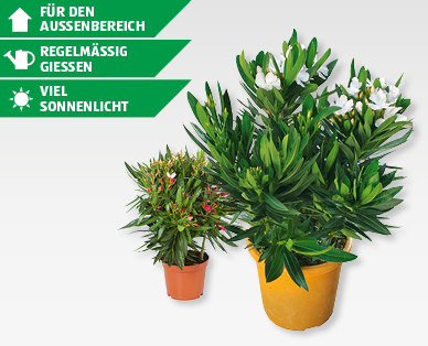 GARDENLINE(R) Oleander