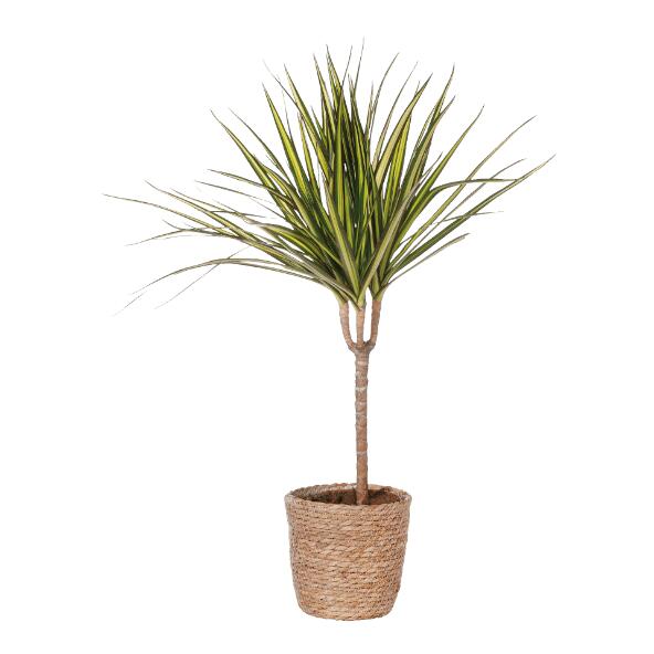Solitairplant