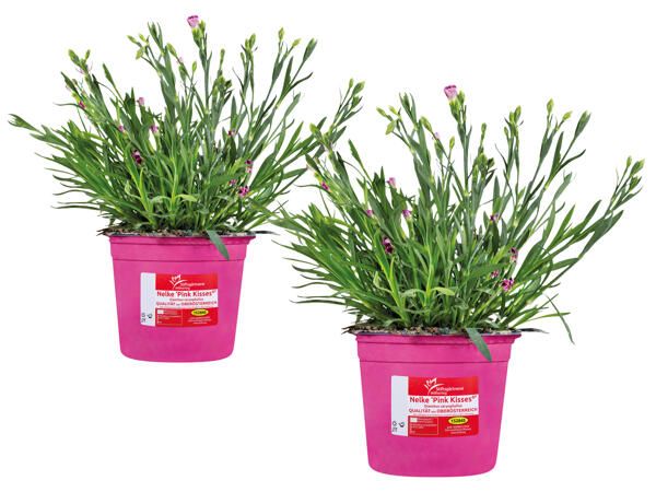 Dianthus Nelke „Pink Kisses"
