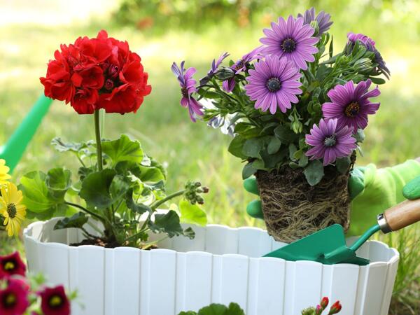 Pelargonie zonale eller spansk marguerit