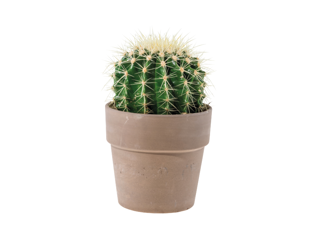 Cacti in Ceramic Pots1