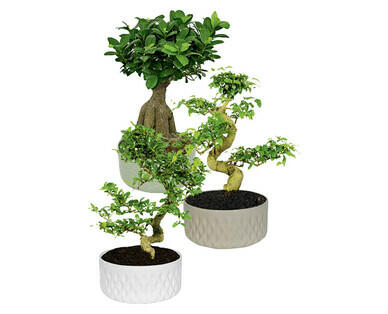 BONSAÏ EN POT