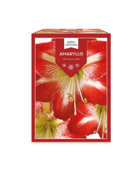Amaryllis Growing Kit