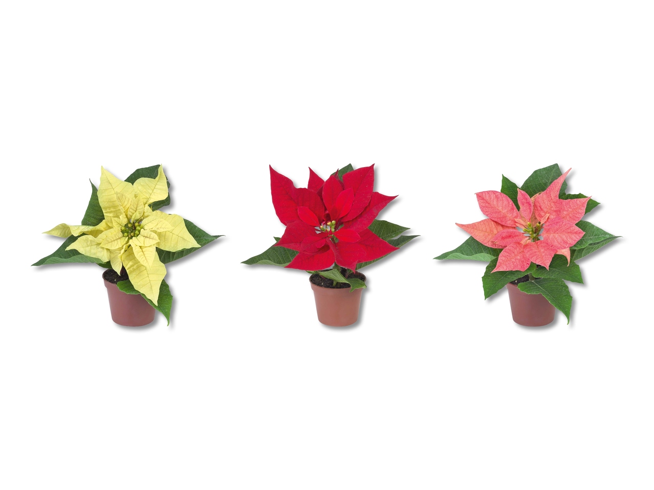 Poinsettia "Mini"