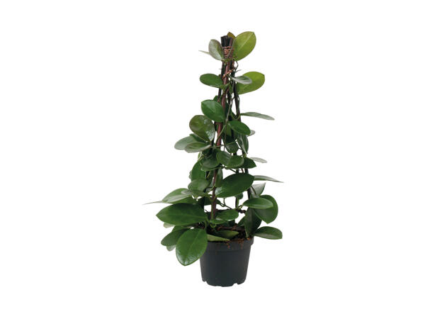 Australsk voksblomst Hoya