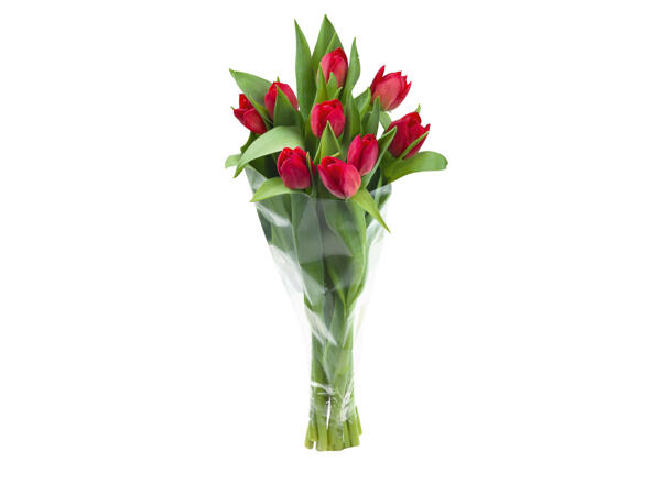 Tulpen