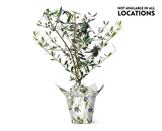 5 Inch Olive Tree