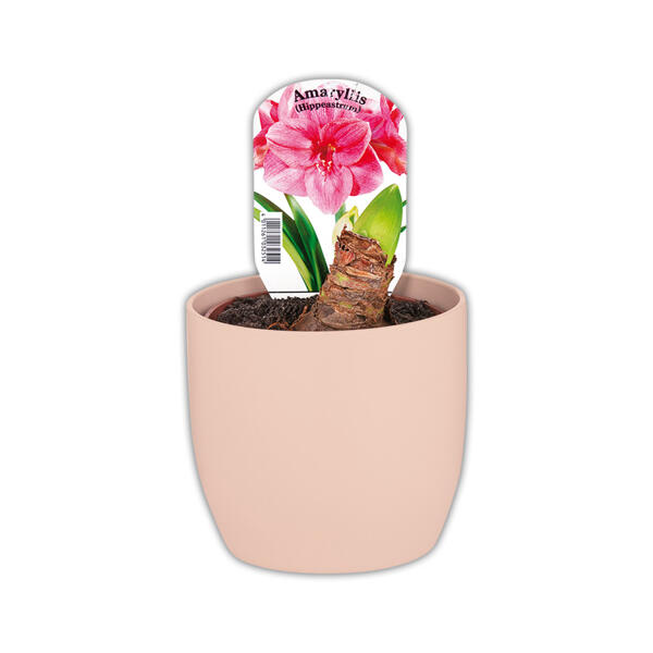 Amaryllis