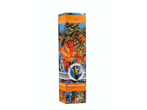 Arbuste pour oiseaux