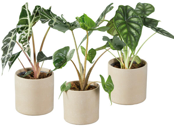 Alocasia im Keramiktopf