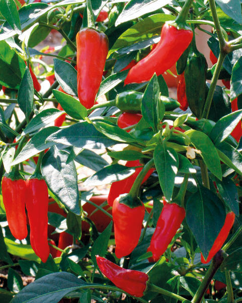 Fruit And Vegetable Plants