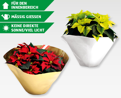 Exklusive Weihnachtsstern-Schale